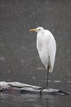 Great egret (Ardea alba) stands on deadwood at the water