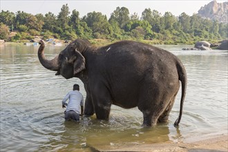 Hampi temple elephant is washed in the Tungabhadra River