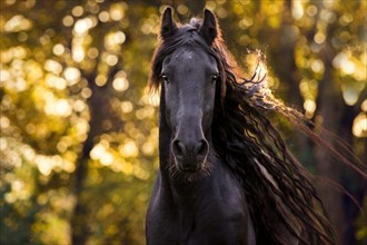 Friese (Equus) with long mane