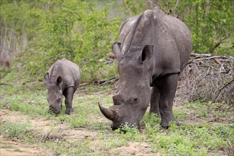 White rhinoceroses (Ceratotherium simum)