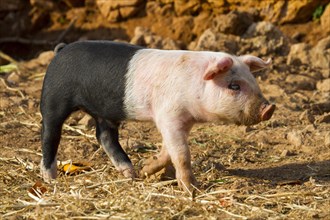 Domestic Pig (Sus scrofa domestica) Piglet