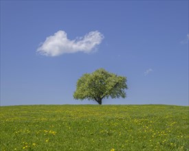 Single fruit tree on dandelion meadow
