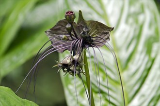 Rare Black Tiger Orchid (Oncidium)