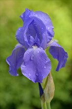 Tall Bearded Iris (Iris barbata-elatior)