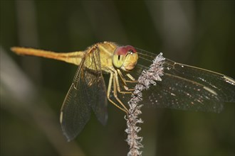 Scarlet Skimmer (Crocothemis servilia)