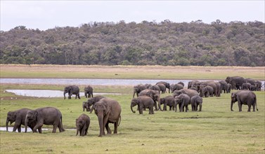 Sri Lankan elephants (Elephas maximus maximus) in Minneriya National Park