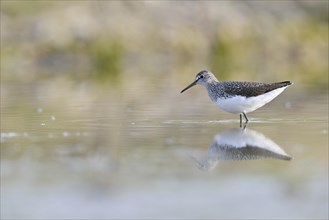Green Sandpiper (Tringa ochropus) in the shallow water of an abandoned gravel pit