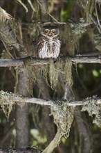 Eurasian pygmy owl (Glaucidium passerinum) sits on branch in mossy tree