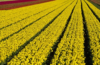 Field with yellow tulips