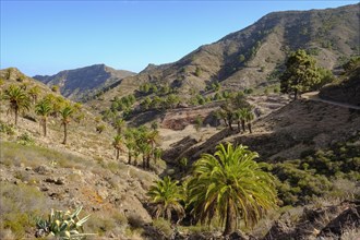 Mountain landscape with Canary Island date palms (Phoenix canariensis)
