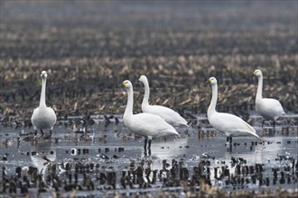 Tundra swans (Cygnus bewickii) stand on harvested cornfield