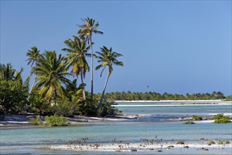 Island landscape with palm trees
