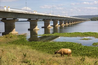 Water buffalo in front of Thepsuda Bridge over Lam Pao