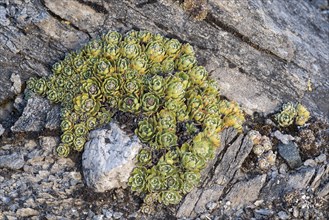 White mountain saxifrage or (Saxifraga paniculata) on rocky ground