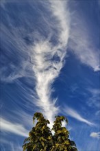 Wind ruffled feather clouds (Cirrus) in front of a blue sky