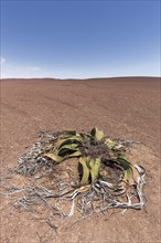 Welwitschia or (Welwitschia mirabilis) in wide desert landscape