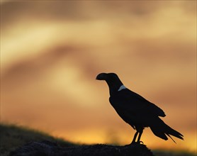 White-necked raven (Corvus albicollis) silhouette against light at sunrise