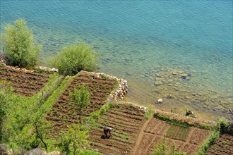 Small cultivated fields on the lake shore