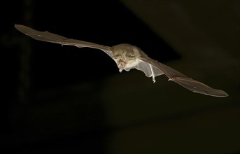 Greater horseshoe bat (Rhinolophus ferrumequinum) in flight at night