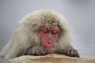 Sleeping Japanese macaque (Macaca fuscata) in the hot spring of Jigokudani Monkey Park