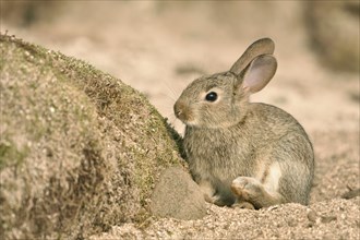Young wild rabbit (Oryctolagus cuniculus) sits in front of its building on the sandy beach
