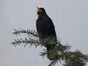 Blackbird (Turdus merula) sings with open beak on a branch