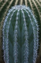 Cacti from Mexico (Pachycereus pringlei)