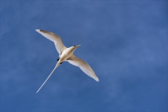 White-tailed tropicbird (Phaethon lepturus) in flight over Bird Island
