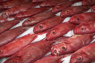 Red fish for sale