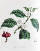 Arabica coffee (Coffea arabica)