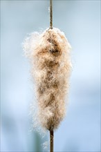 Inflorescence of a Cattail (Typha)