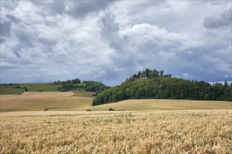 Wheat fields (Triticum) in the Hegau with the Magdeberg