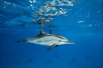 Spinner Dolphin (Stenella longirostris) swims in the blue water reflecting off the surface