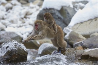 Jumping Japanese macaque (Macaca fuscata) crossing the river