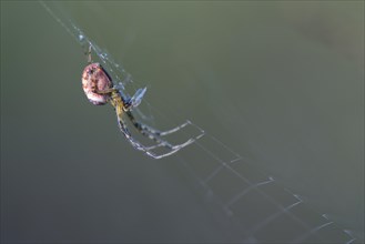 Longjawed orbweaver (Meta segmentata) in the spider web