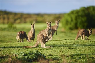 Eastern Gray Kangaroos (Macropus giganteus) on a meadow