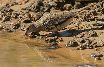 Scaled dove (Scardafella squammata)