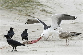 Great black-backed gull (Larus marinus) eats afterbirth of a grey seal on the sandy beach