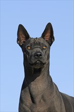 Thai Ridgeback