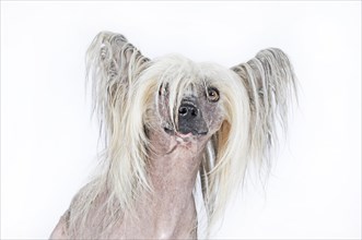 Dog breed Chinese Crested Hairless