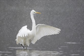 Great egret (Ardea alba) with spreading wings in water during snowfall