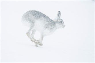 Mountain hare (Lepus timidus) running in snow