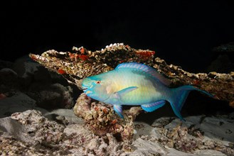 Bullethead Parrotfish (Chlorurus sordidus)