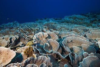 Elephant Nose Coral (Mycedium elephantotus)