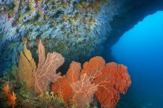 Big coral reef overhang