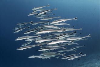 Fish swarm Live sharksucker (Echeneis naucrates)