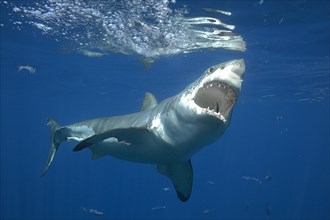 Grosser Great white shark (Carcharodon carcharias)