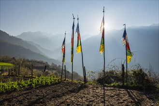 Prayer flags at the edge of the field