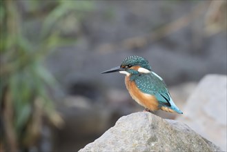 Common kingfisher (Alcedo atthis) sits on stone