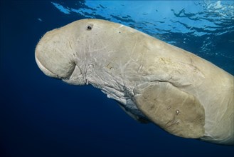 Dugong (Dugong dugon) swims under surface of the blue water